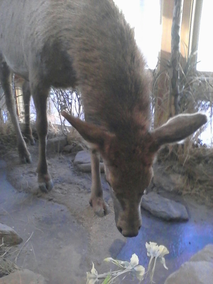 RED rocks animals
