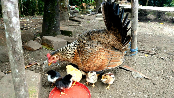 HEN