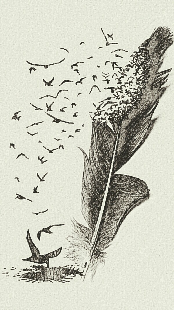 draw