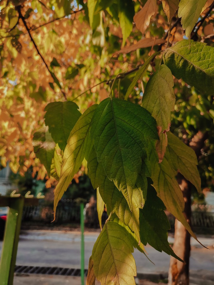autumn