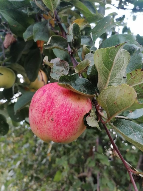 sfondi produce, superfood