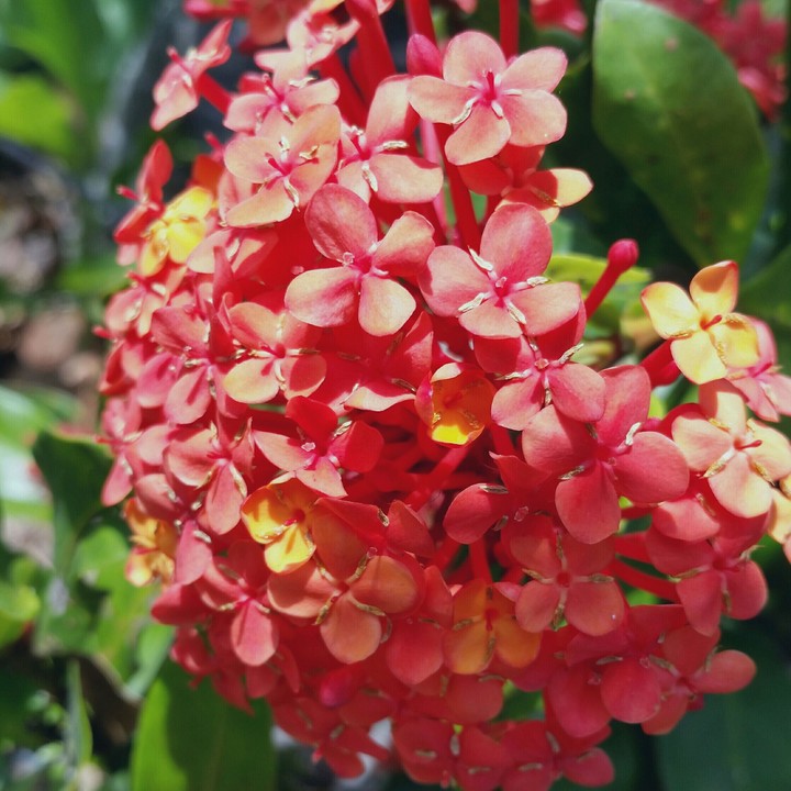 red flowers
