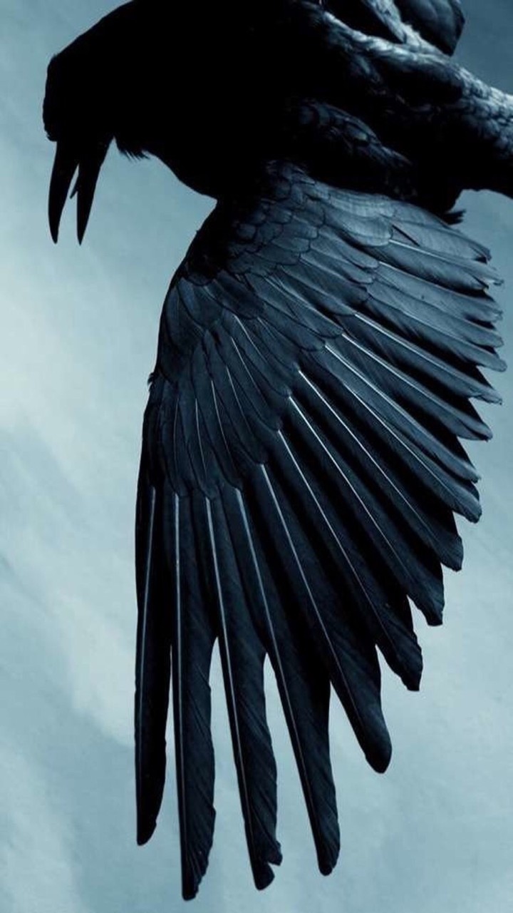 crow wing