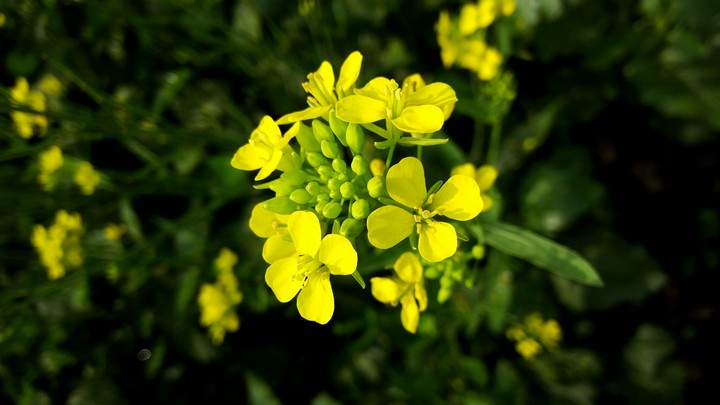 flower