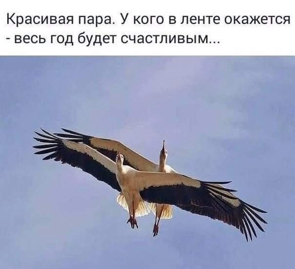птицы