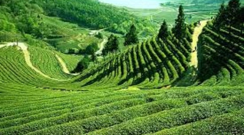 Darjeeling beauty of west bengal
