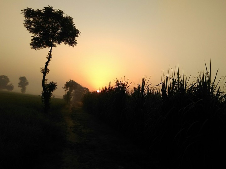 sweet morning