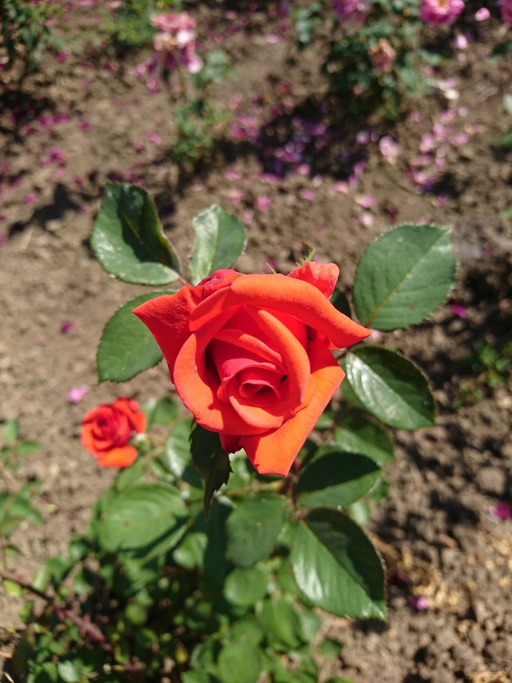 rose