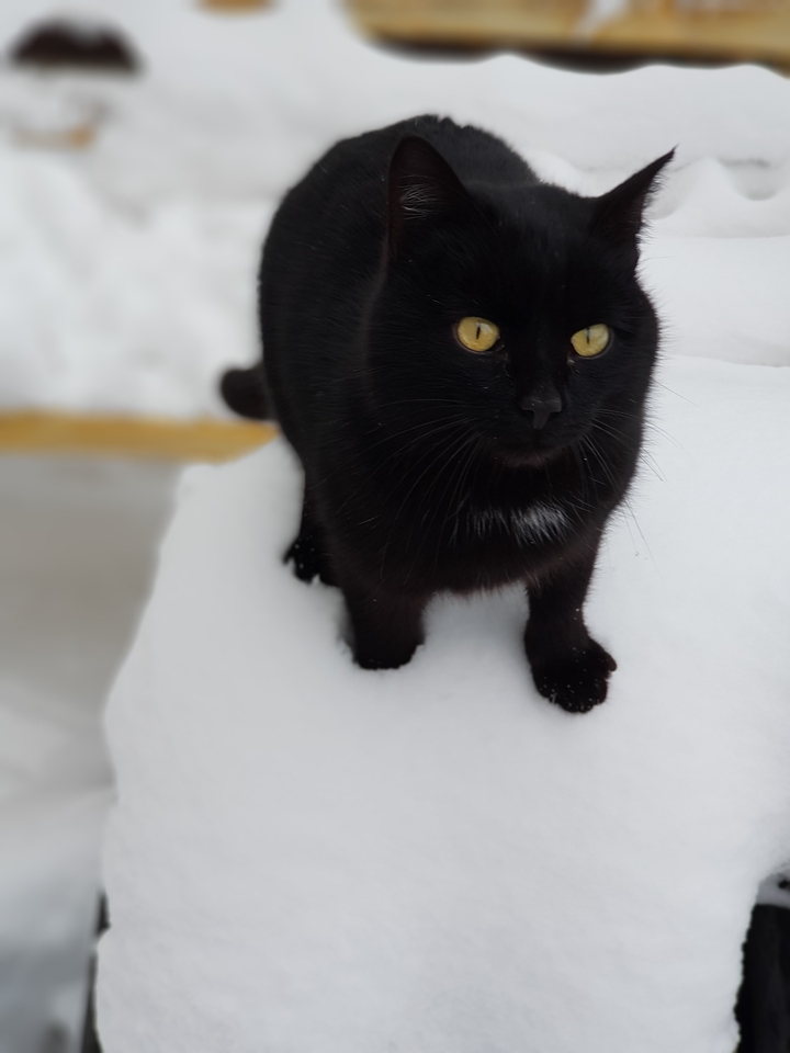 cat