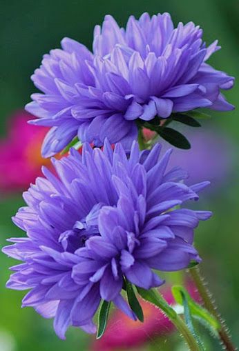 Purple flowers.
