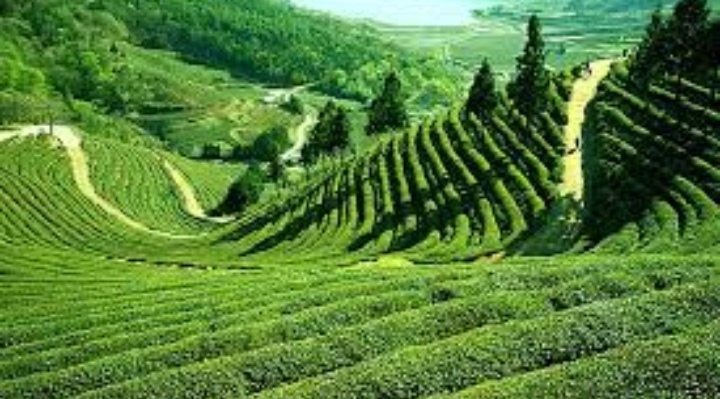 Darjeeling beauty of west bengal