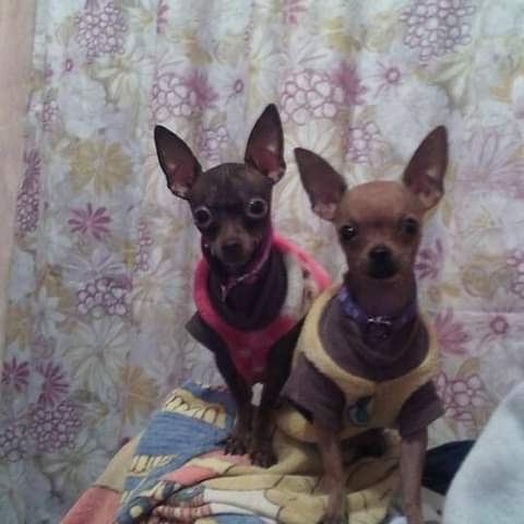 chihuahueños
