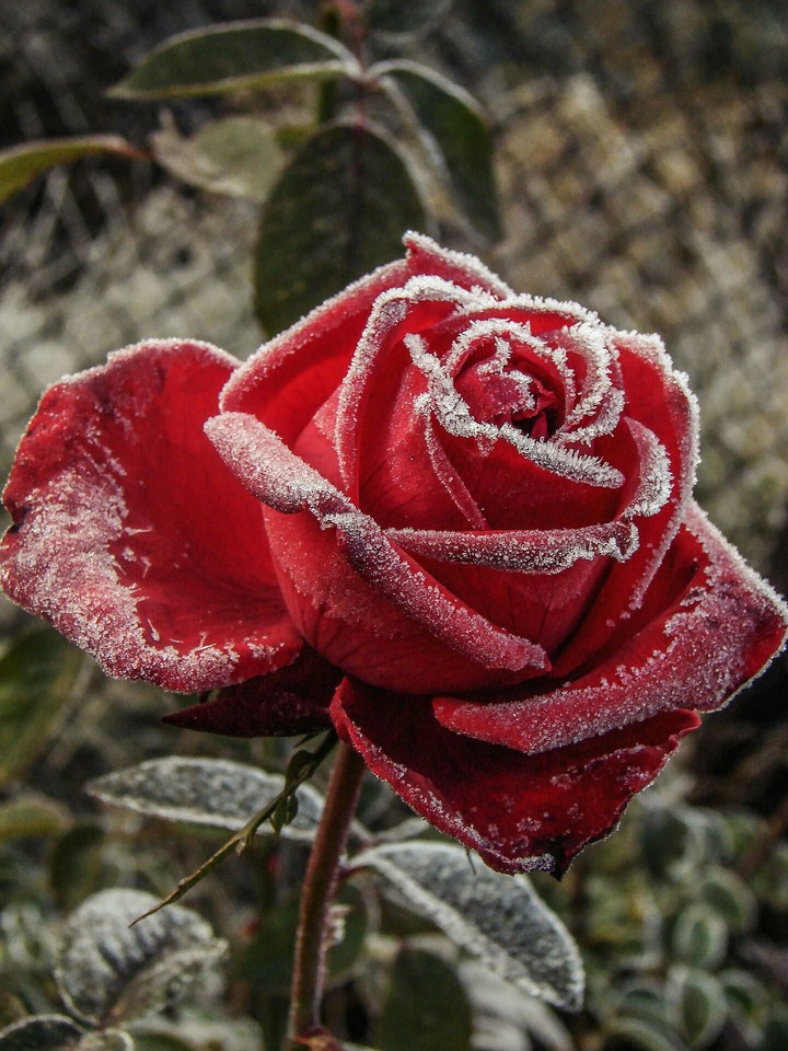 ..