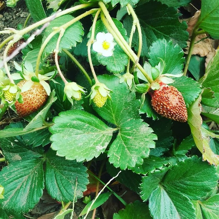 Strawberry Patch