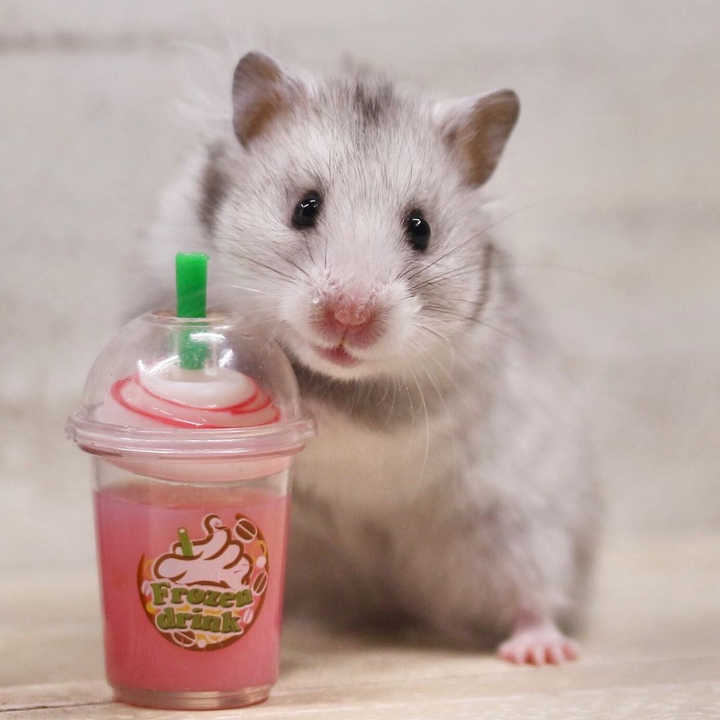 hamster