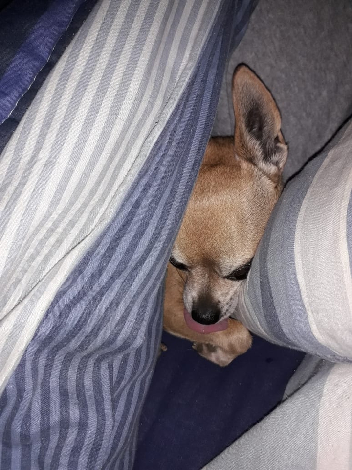 dogs are cute