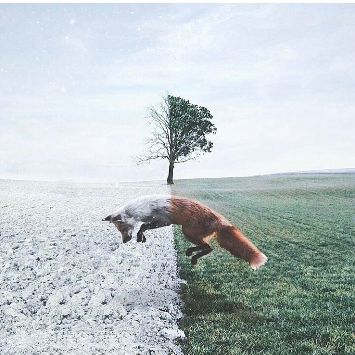 Fox