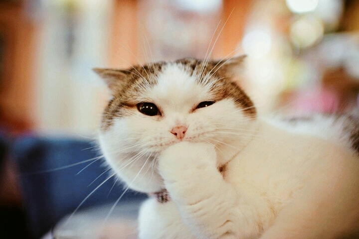Смешной котик
