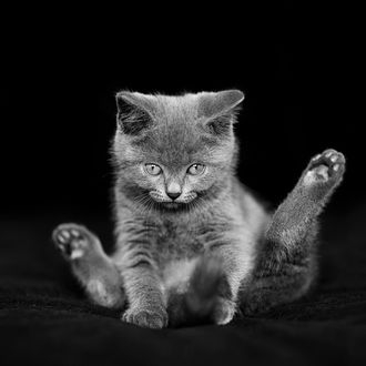 котенок
