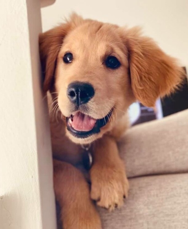 Smile angel
