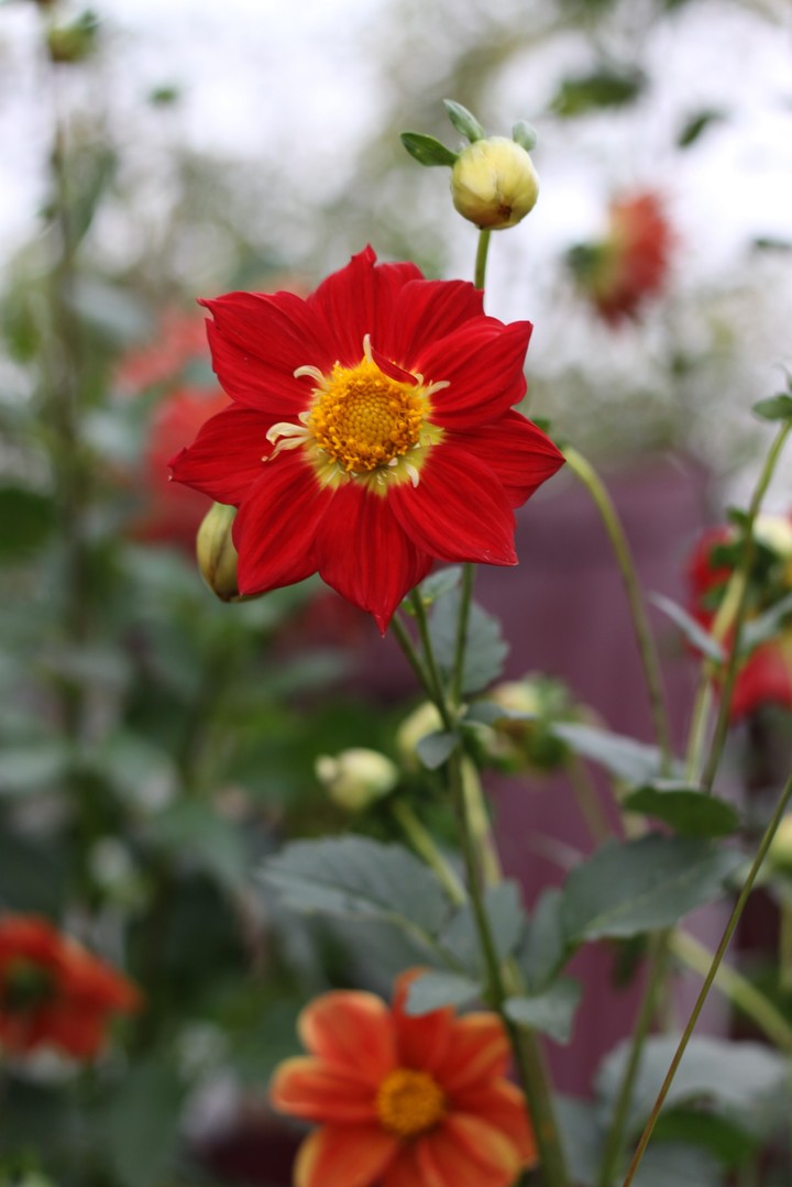 Flower/Цветы