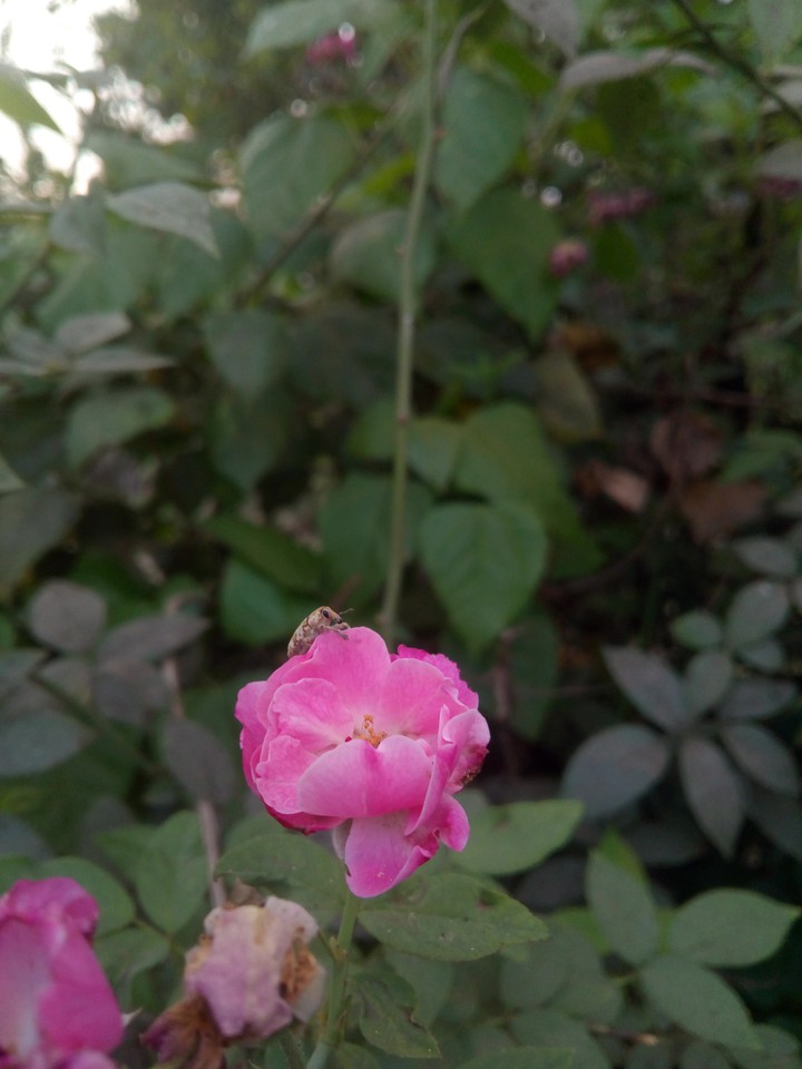 My click