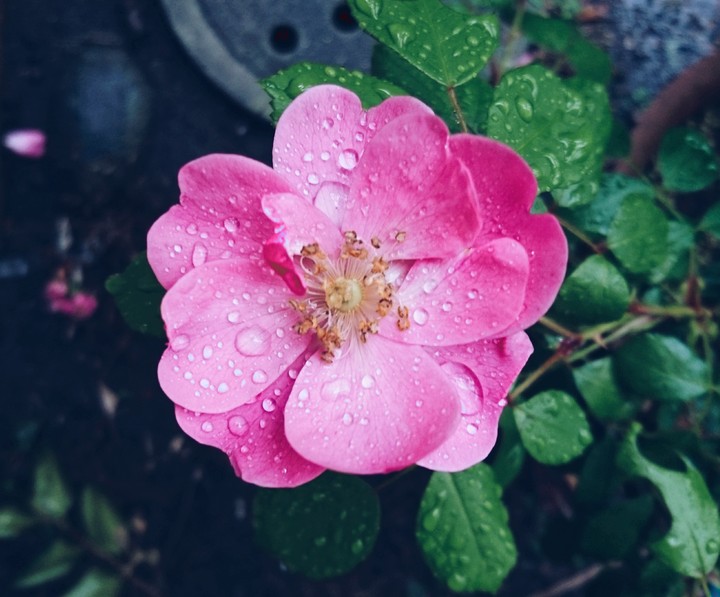 flower