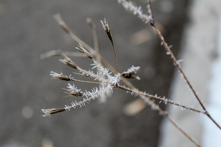 frost