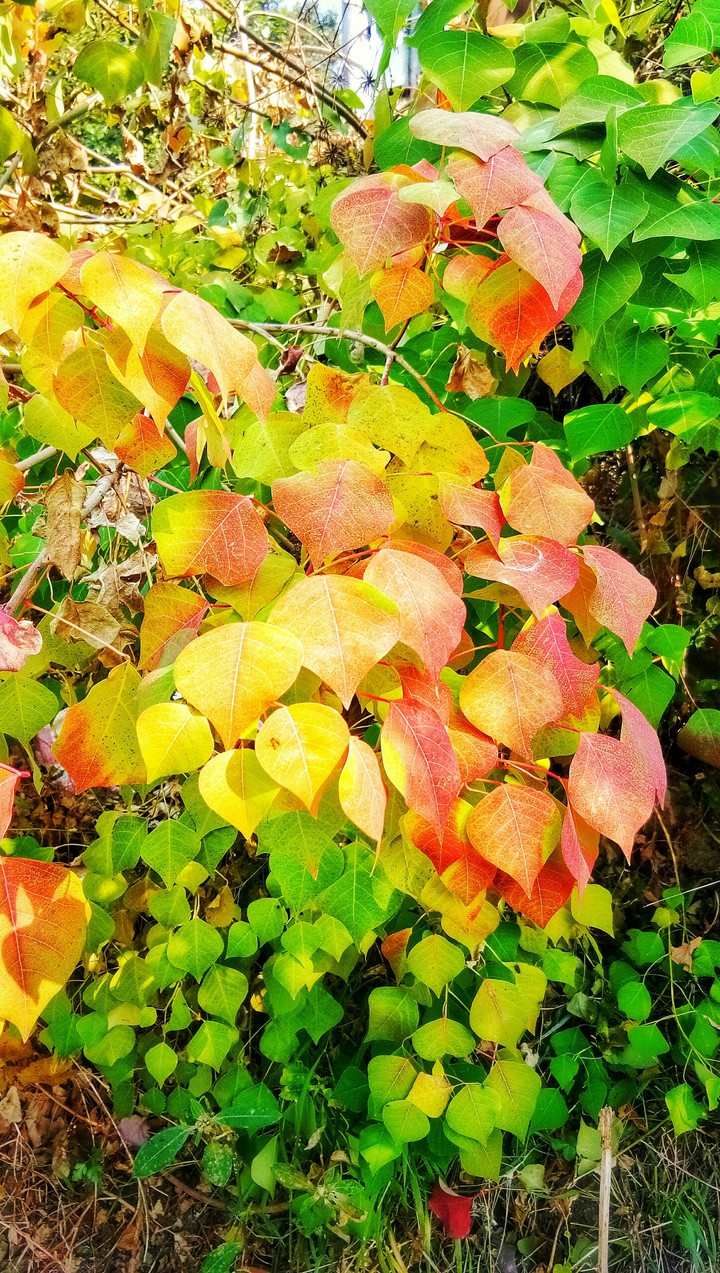 leaves