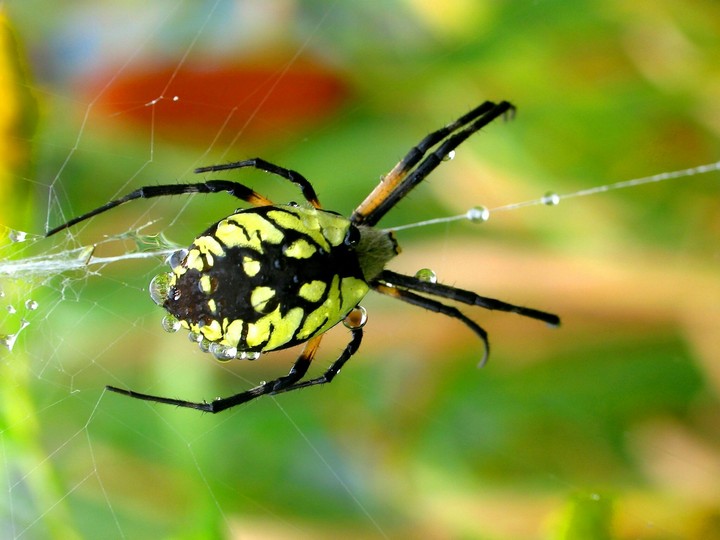 Spider