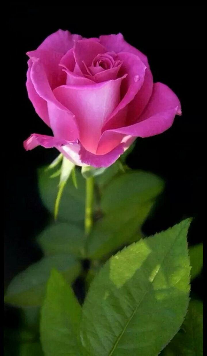 pink rose