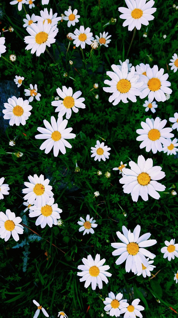 natural flower
