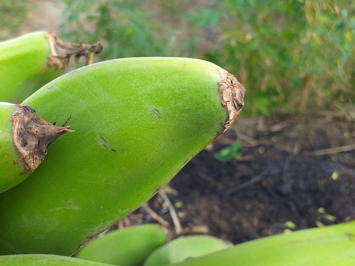 green banana