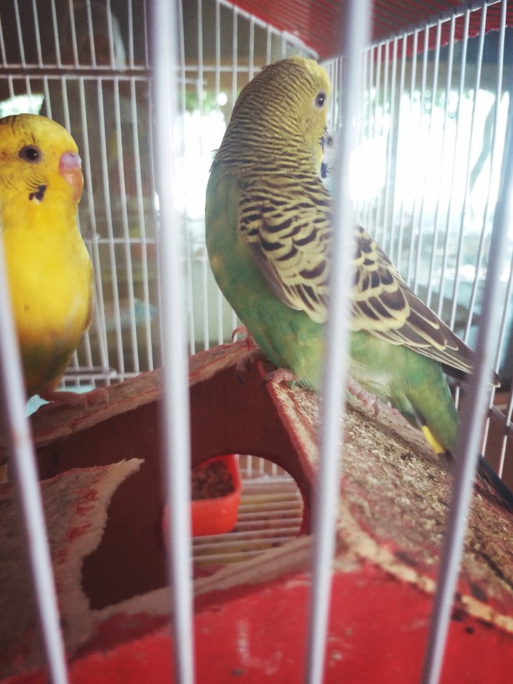 bird in cage