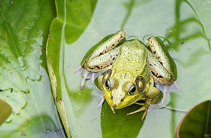 frog