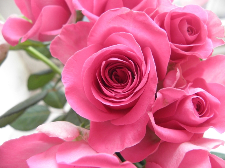 Roses