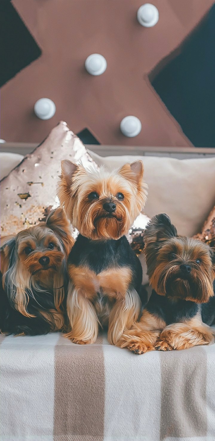 Three little cutiepies ('Yorkshire Terrier)