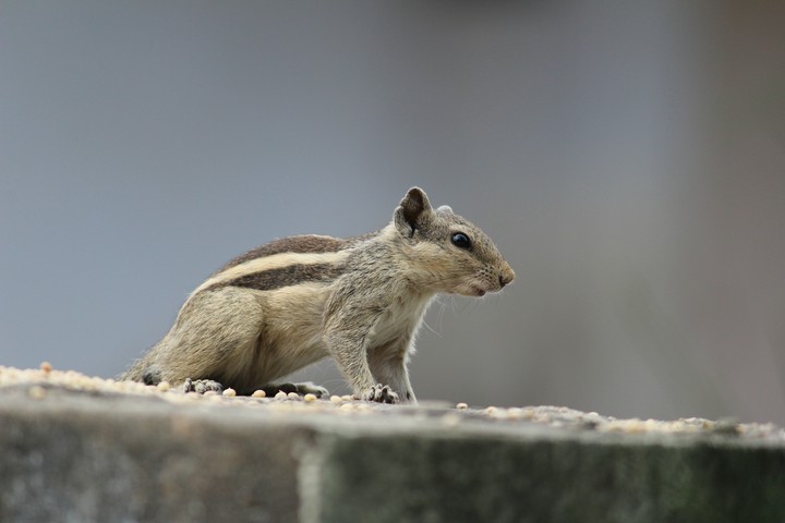 squrail