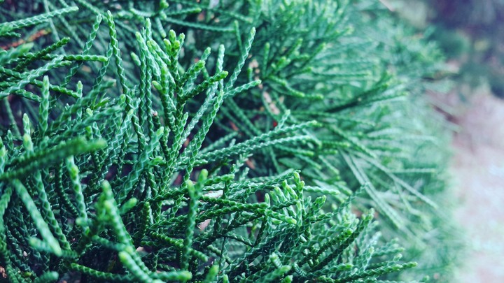 green