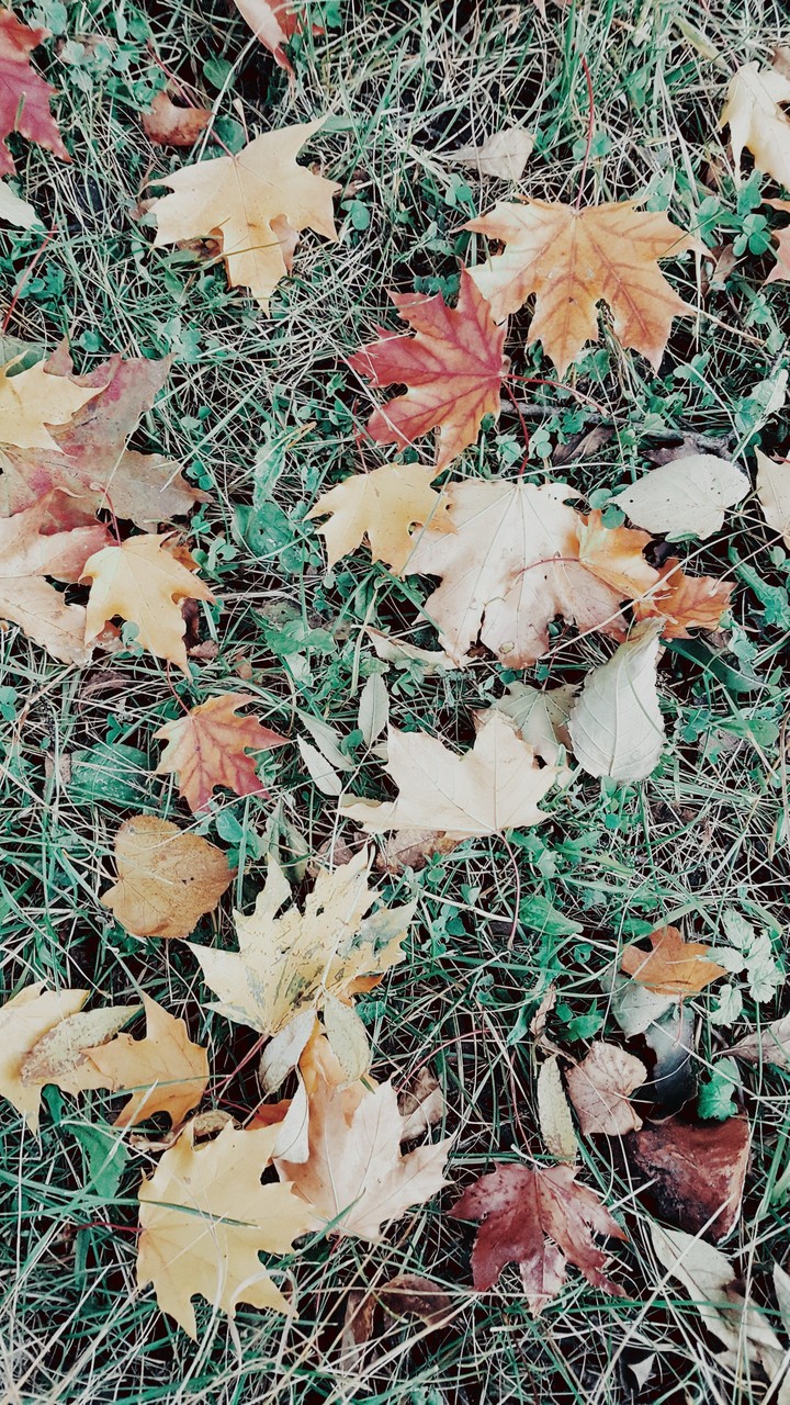 Autumn