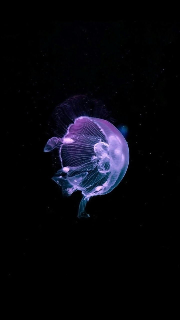 blacksea