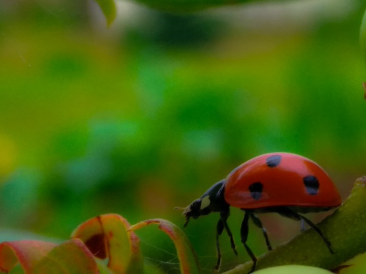 Ladybug