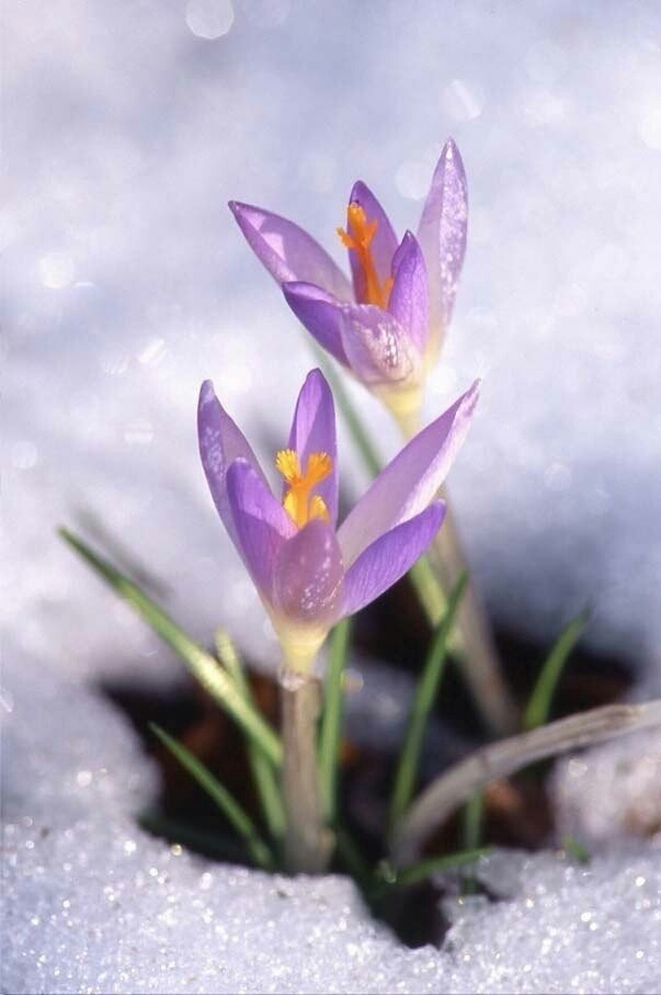 Spring
