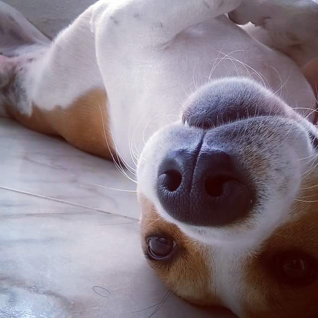 tobby
