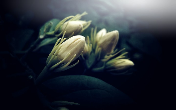 White flower