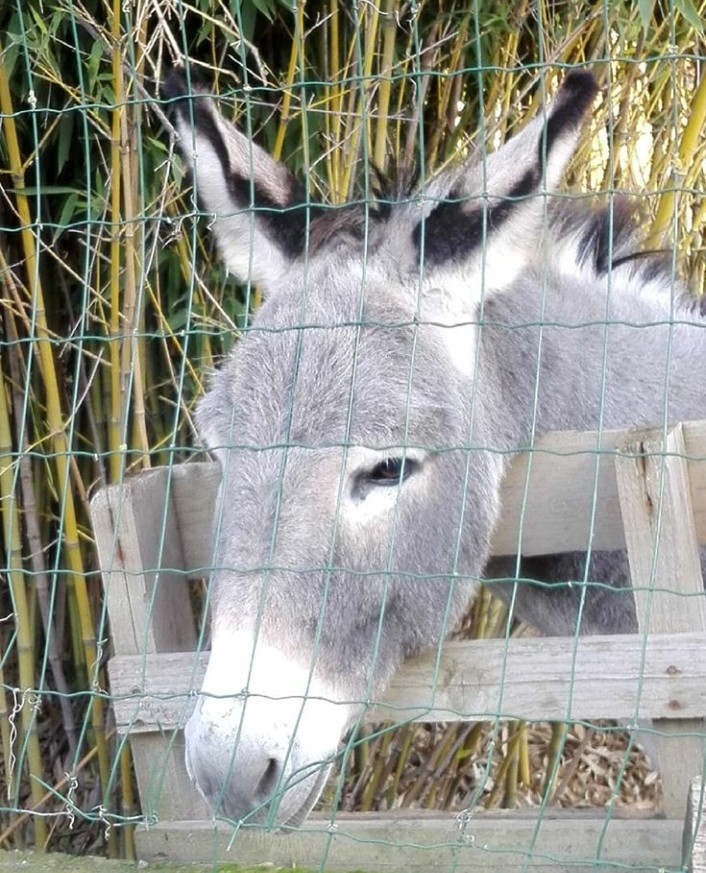 Donkey