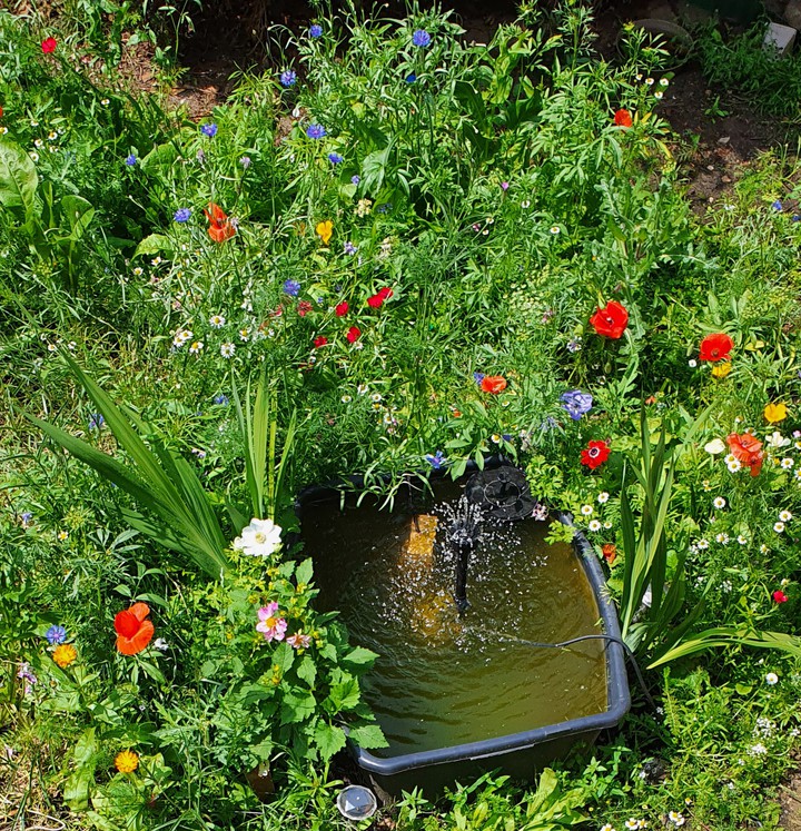 Wildblumen mit teich