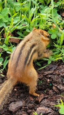 Chipmunk ❤ bird seed
