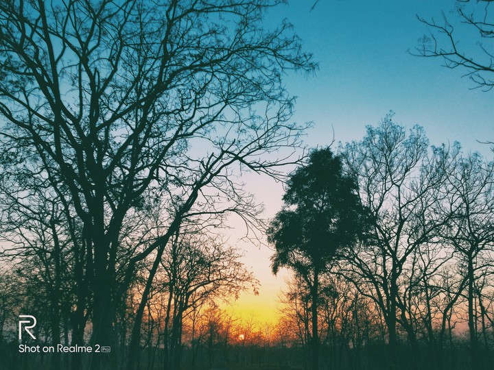 Sunset and forest is best combination?