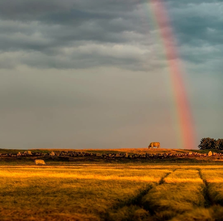 rainbow coloured